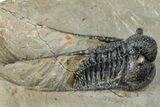 Spiny Cyphaspis Trilobite - Morocco #311141-2